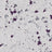 Terrazo Flakes - Klondike FB-4206