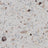 Coastal (FB-5022) Mica Enhanced hybrid flake