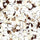 Brownstone | Flakes - Coloredepoxies 