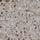 Terrazo Flake - Coloredepoxies | Cascade | FB-4207