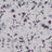 Terrazo Flake - Coloredepoxies | Klondike | FB-4206